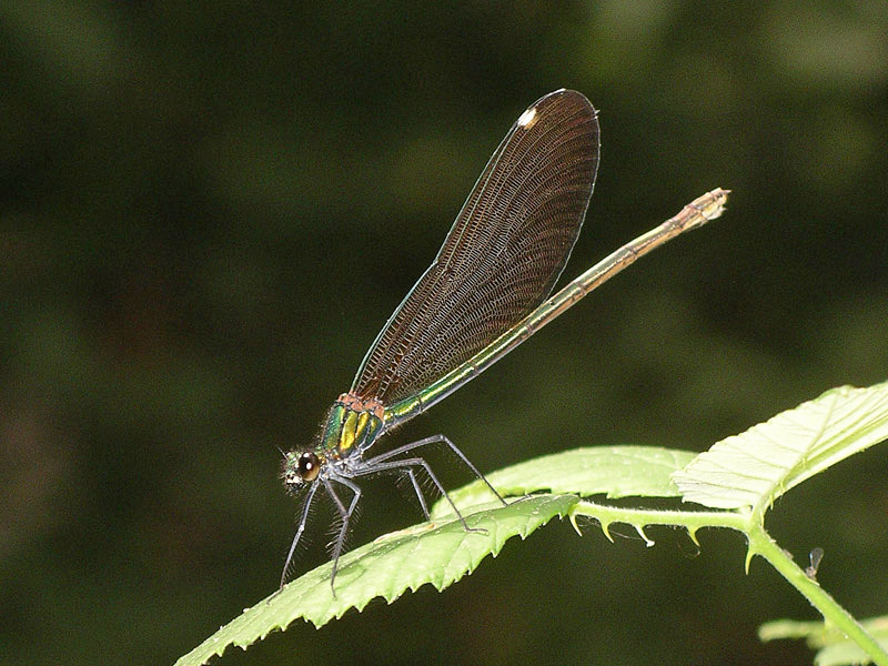 Tutte Calopteryx virgo